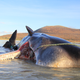 La ballena muerta durante la disección.